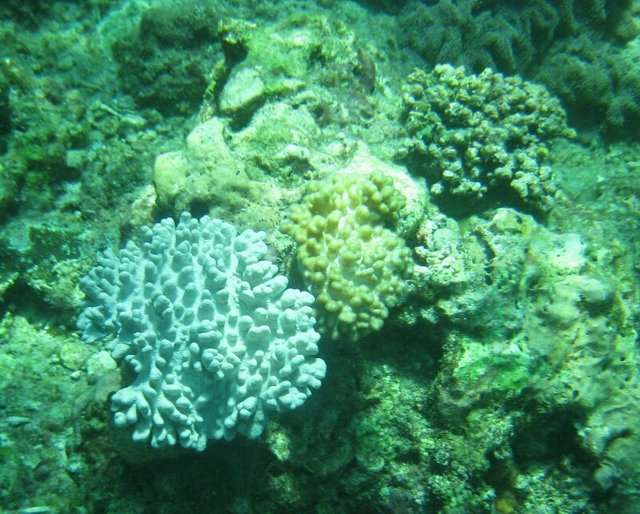 Trio of corals