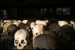 Skulls of the victims