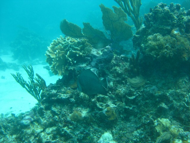 2003-reef