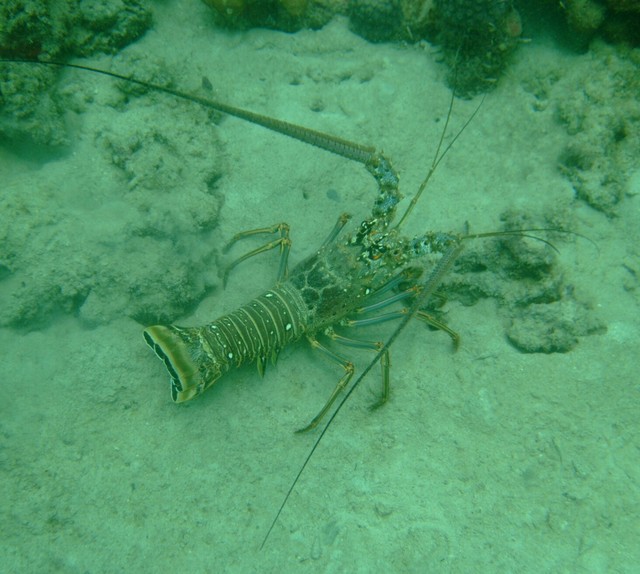 7006-lobster