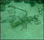 7006-lobster