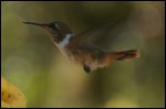 7010-colibri