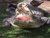 Krokodil på Johnstone River Croc Farm