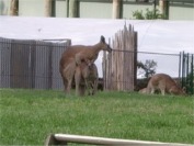 Roos getting it on in Lone Pine Koala Sanctuary